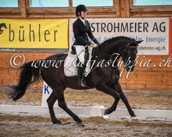 dressage horse Rubin XX CH (Swiss Warmblood, 2002, from Rubicell)