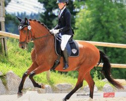 dressage horse Pimenton V (Pura Raza Espanola (PRE), 2010, from Fantasmon)