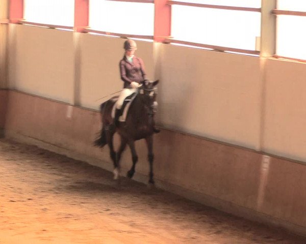 Reitturnier Lüdinghausen-Westrup 2016