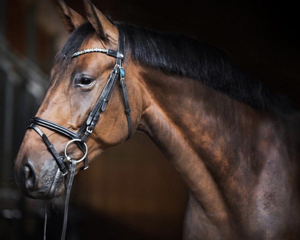 Zuchtstute Ludine (KWPN (Niederländisches Warmblut), 2012, von Baltic VDL)