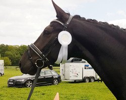 dressage horse Graf Rosendorf (Westphalian, 2015, from Goldberg)