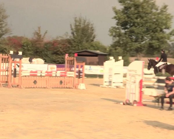 Reitturnier Lüdinghausen-Westrup 2016
