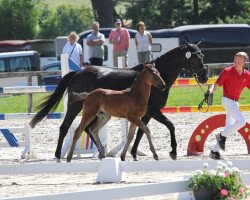 dressage horse Finello JP (Westphalian, 2019, from For Dance)