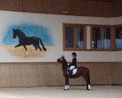 dressage horse Schlaggenhof's Donnerlittchen (German Riding Pony, 2003, from Deister)