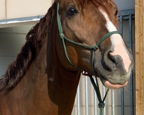 dressage horse Byron Bay (Hanoverian, 2011, from Belissimo NRW)