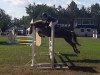 jumper Chatago (Welsh-Pony (Section B), 2010, from Chicago)