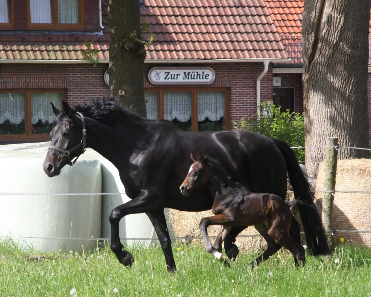 broodmare Henriettenhof's Kelia (Oldenburg, 2010, from Sir Donnerhall I)