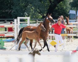 broodmare Sissi G (Pinto / Pony, 2011, from Nawar 4)