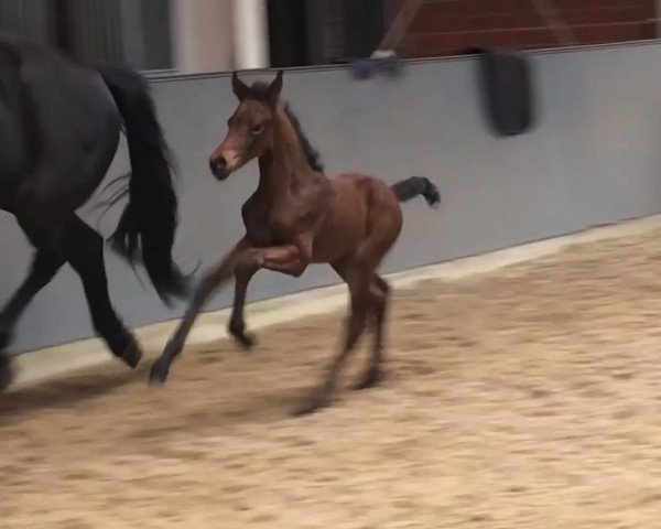 dressage horse Katanga (Oldenburg, 2019, from Valverde NRW)