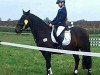 jumper Corado 92 (Pony without race description, 2004)