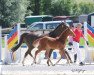 broodmare Miss Franklyn (German Riding Pony, 2005, from Marco)