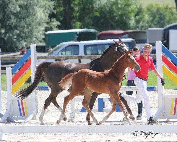 dressage horse Herz über Kopf (German Riding Pony, 2019, from Herzkoenig NRW)