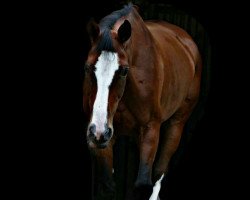 dressage horse Clara Devine (Hanoverian, 2007, from Cashman)