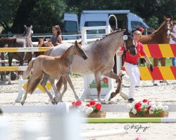 Zuchtstute Farah (Deutsches Reitpony, 2009, von Bodyguard P)