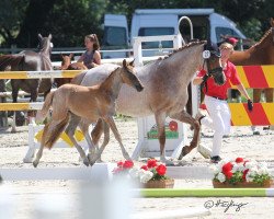 Dressurpferd Chaos Queen MR (Deutsches Reitpony, 2019, von DSP Cosmo Royale)