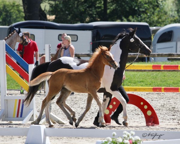 broodmare Shakira (German Riding Pony, 2004, from Nightflight)