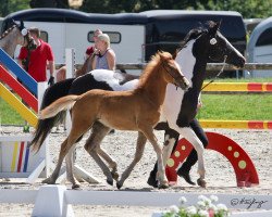 broodmare ST Vajavo`s Shanara (German Riding Pony, 2019, from Vajavo)