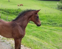 dressage horse Dynamite Girl (Westphalian, 2019, from Blue Hors Dreamline)