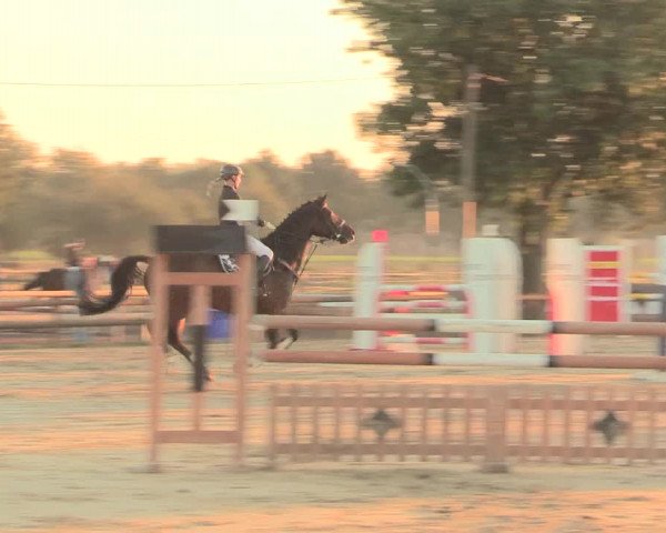 Reitturnier Lüdinghausen-Westrup 2016