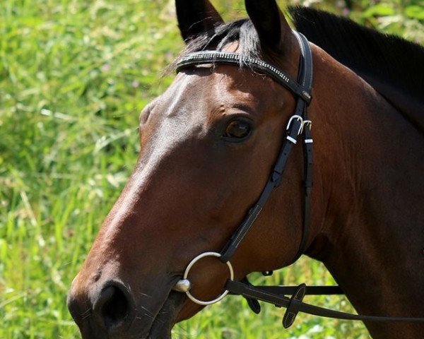 dressage horse Miami 33 (German Sport Horse, 2008, from Ituango xx)