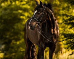 dressage horse Sandro Stern (Westphalian, 2007, from Sandro Hit)