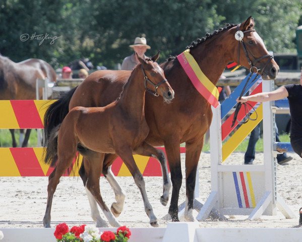dressage horse Boccacio (Westphalian, 2019, from Baron)
