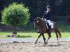 Dressurpferd Heartbreaker 64 (Welsh Pony (Sek.B), 2006, von Halifax)