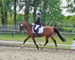 dressage horse Roxane 89 (Nederlands Rijpaarden en Pony, 2007, from Scapino BB ox)