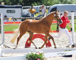 Zuchtstute Vienna (Deutsches Reitpony, 2016, von Valerius)