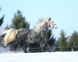 horse Arthur vom Lindenteich (Fell Pony, 2010, from Milan)