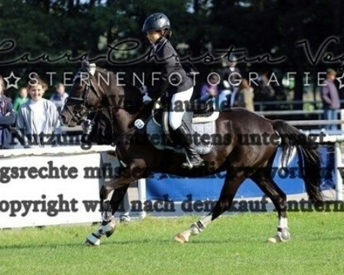 jumper Kamiro 15 (German Riding Pony, 2012, from Kwept)