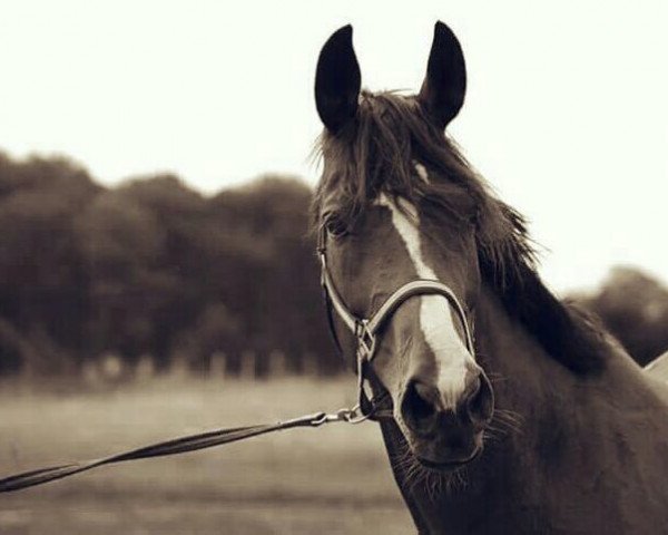 horse Jacasa (Mecklenburg, 2001, from Juventus)