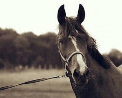 horse Jacasa (Mecklenburg, 2001, from Juventus)