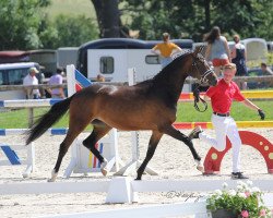 Zuchtstute Disney M 3 (Deutsches Reitpony, 2016, von Dark Dornik)