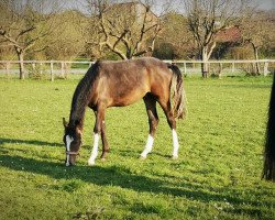 Pferd Dobby (Deutsches Reitpony, 2018, von Dark Highlight AT)