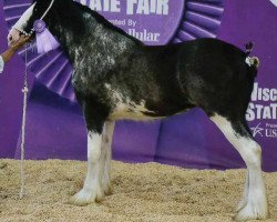 Zuchtstute Armageddon's Mistress Eva (Clydesdale, 2015, von Westedge Major's Lucky)