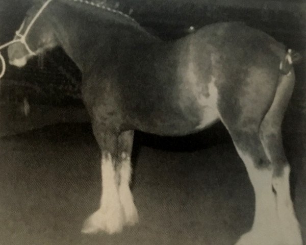 Zuchtstute Ardoch Princess (Clydesdale, 1982, von Doura Masterstroke)