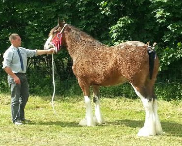 Zuchtstute Ardoch Lady Margaret (Clydesdale,  , von Doura Sir Charles)