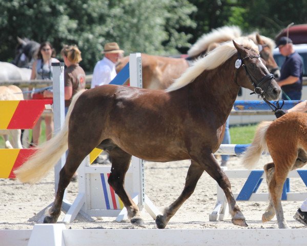 broodmare Marlena (Black Forest Horse, 2012, from Milan)