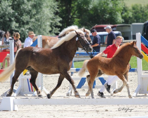 Pferd Hengst von Wälderprinz / Milan (Schwarzwälder Kaltblut, 2019, von Wälderprinz)