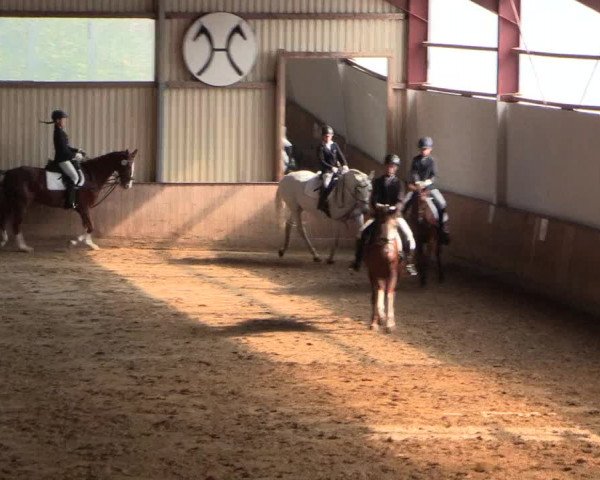 Reitturnier Lüdinghausen-Westrup 2016