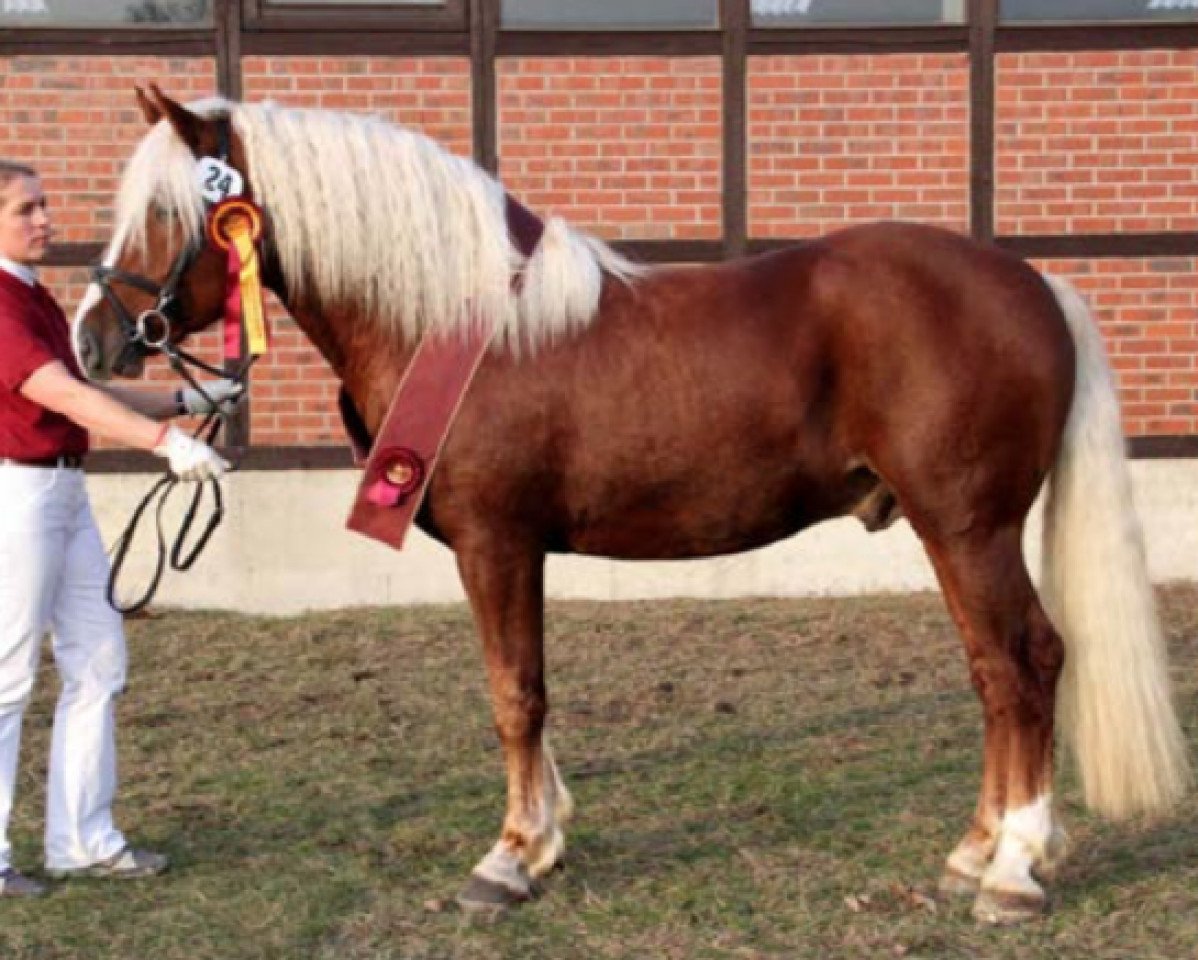 stallion Wälderprinz (Black Forest Horse, 2013, from Wildhüter)