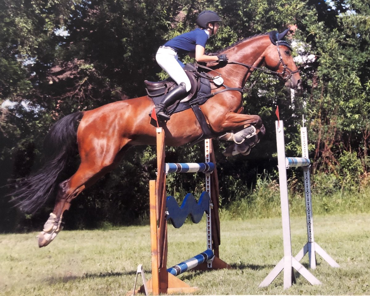 jumper Cadermus Pp (KWPN (Royal Dutch Sporthorse), 2007, from Pkz Contact van de Heffinck)