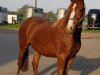 dressage horse Dorniks Delight (German Riding Pony, 2016, from Dornik B)