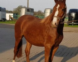 dressage horse Dorniks Delight (German Riding Pony, 2016, from Dornik B)