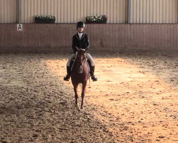 Reitturnier Lüdinghausen-Westrup 2016