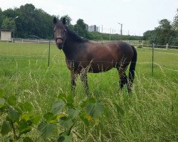 dressage horse Hidalgo 209 (German Sport Horse, 2012, from Hochmeister)