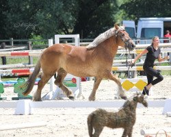 broodmare Stute von Erdinger Gold / Hoppeditz (Rhenish-German Cold-Blood, 2015, from Erdinger Gold)