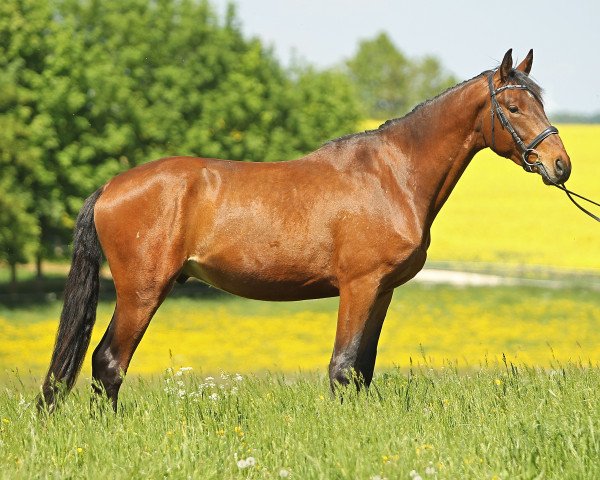 dressage horse Flaucher (Trakehner, 2014, from Iskander)