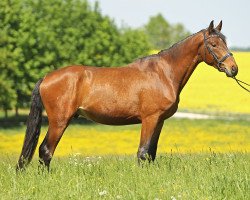 dressage horse Flaucher (Trakehner, 2014, from Iskander)